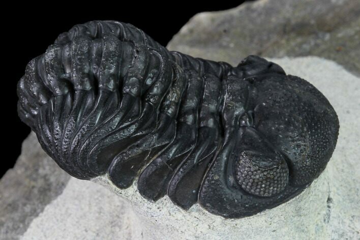 Nice, Austerops Trilobite - Visible Eye Facets #165914